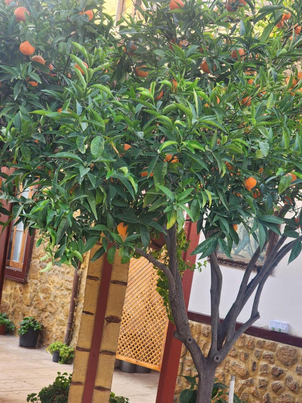 Aksaray Boutique Hotel Никосия Экстерьер фото